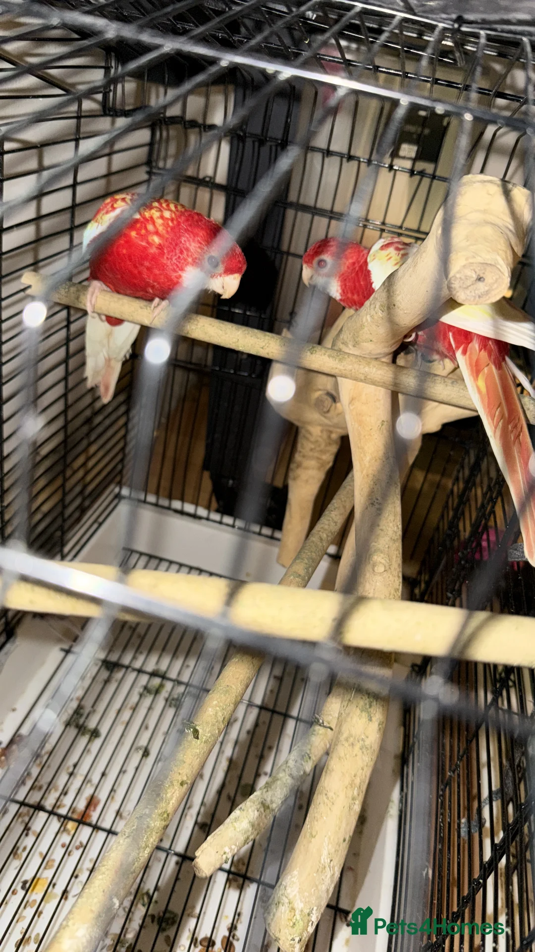 Parrots birds for sale: Red eyes Rubino Rosellas - Advert 2