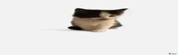 Mixed Breed cats for sale: 🐱7 beautiful kittens for sale! - Advert 14