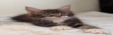 Maine Coon 4