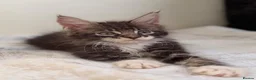 Maine Coon cats for sale: Ready for home pure bred maine coon kittens - Advert 16