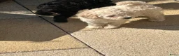 Toy Poodle dogs for sale: Toy poodle puppies  - Advert 6