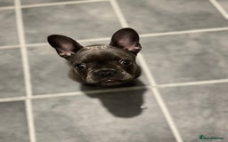 French Bulldog dogs for sale: french bulldog puppy for sale  - Image 2