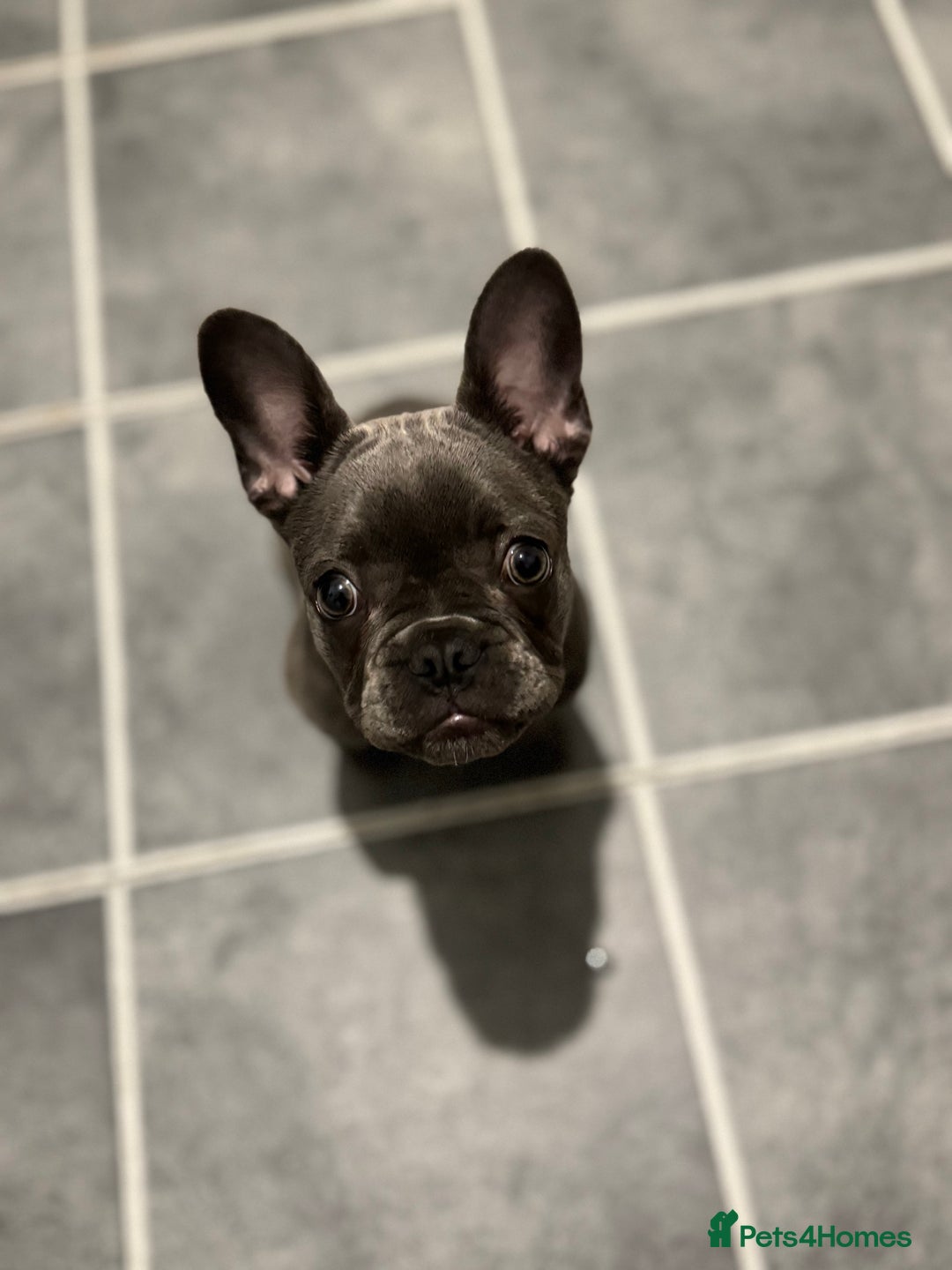 French Bulldog dogs for sale: french bulldog puppy for sale  - Image 2