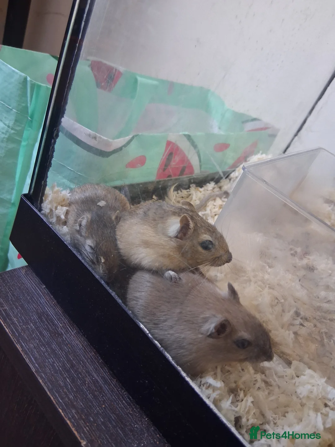 Gerbil rodents for sale: mixed gerbils - Advert 1