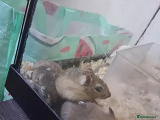 Gerbil rodents mixed gerbils - Advert 23