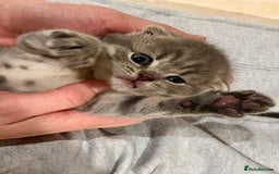 Scottish Fold cats for sale: Wonderful Scottish fold girl 💗🐾 - Image 6