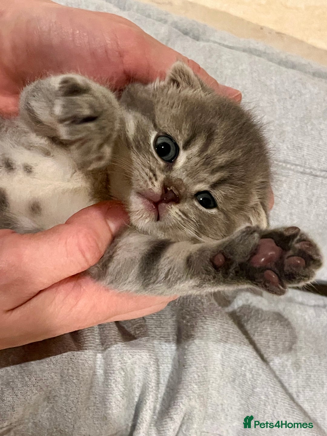 Scottish Fold cats for sale: Wonderful Scottish fold girl 💗🐾 - Image 6