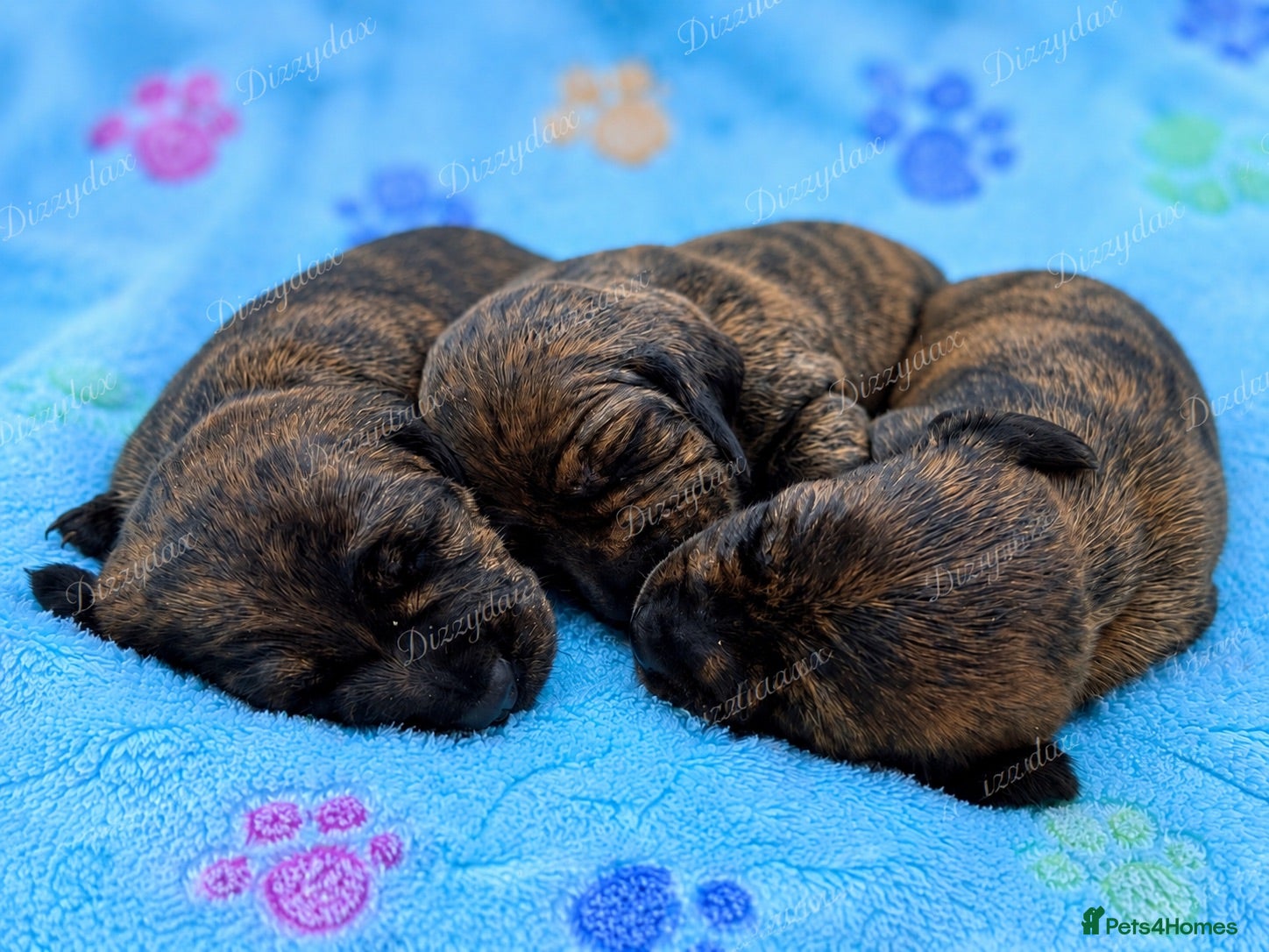 Miniature Dachshund dogs Beautiful brindle mini dachshunds  - Advert 3