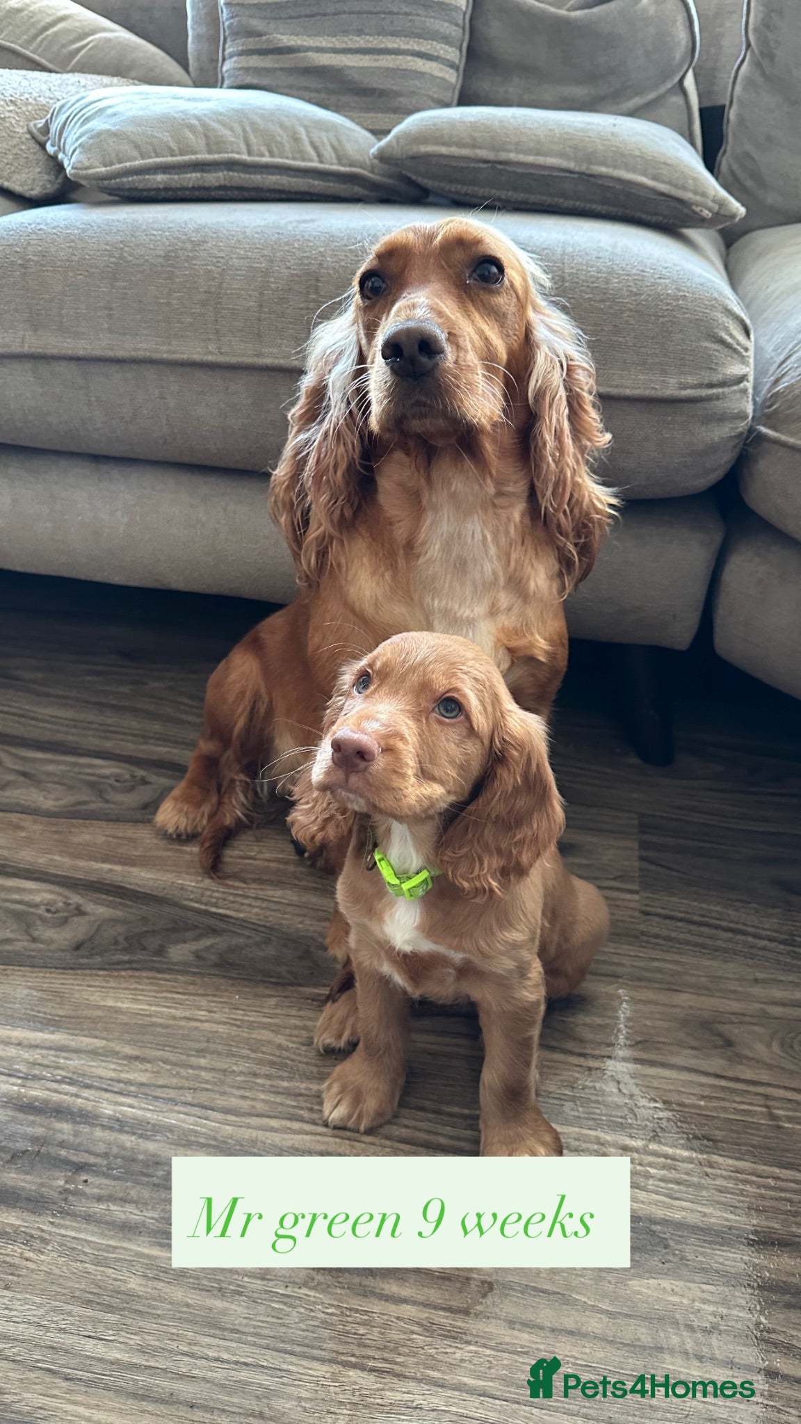 Cocker Spaniel dogs top class red cockers 3 boys left  - Advert 1
