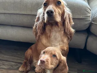Cocker Spaniel dogs top class red cockers 3 boys left - Advert 1