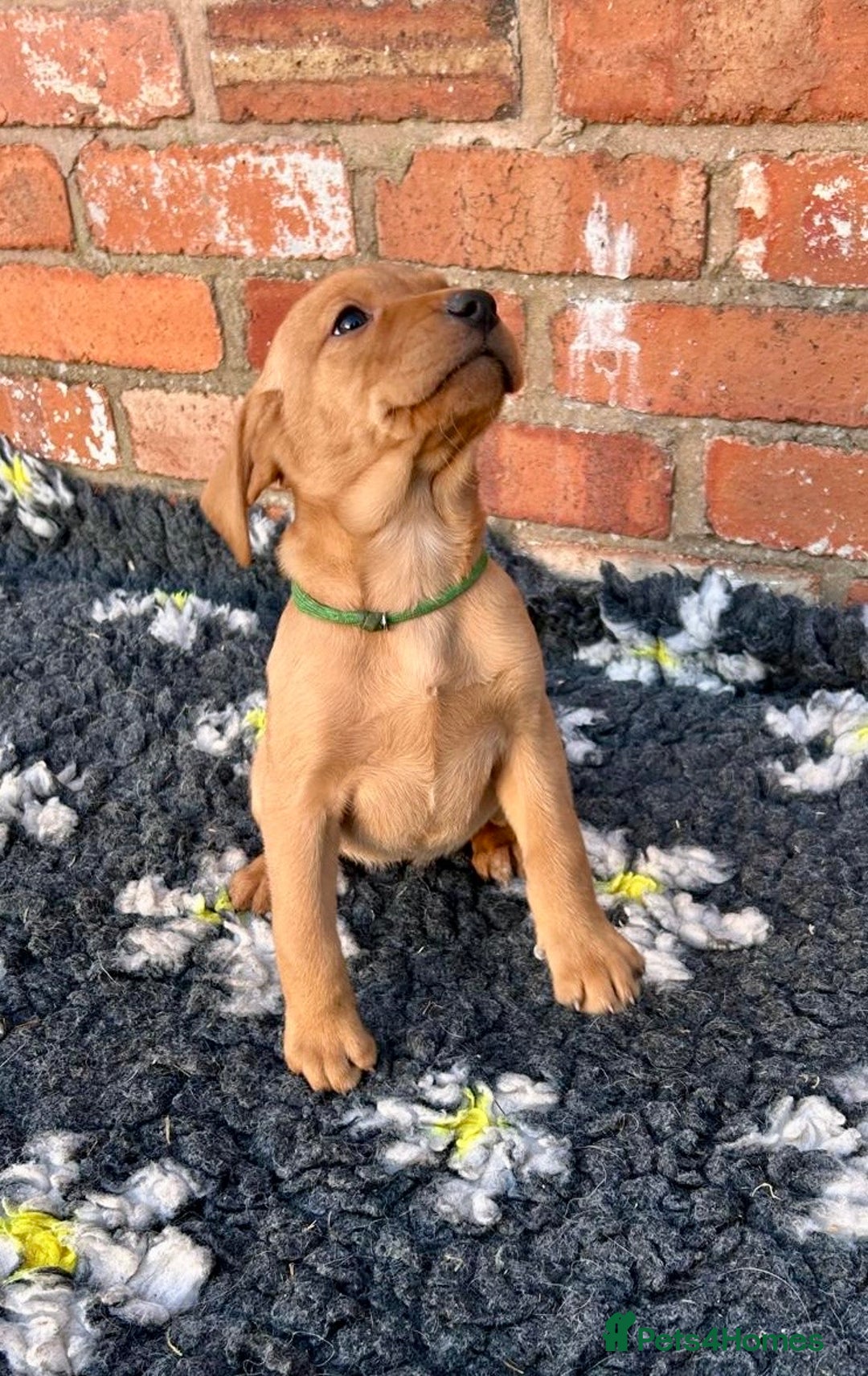 Mixed Breed dogs for sale: Stunning quality Vizslador puppies  - Advert 18