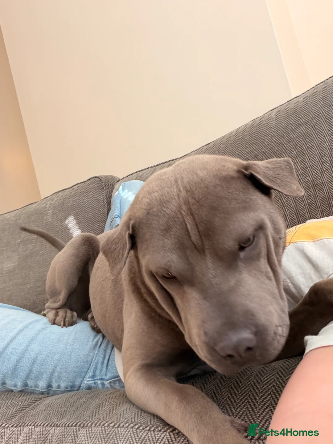 Mixed Breed dogs for sale: Staffy x Shar pei - Advert 4