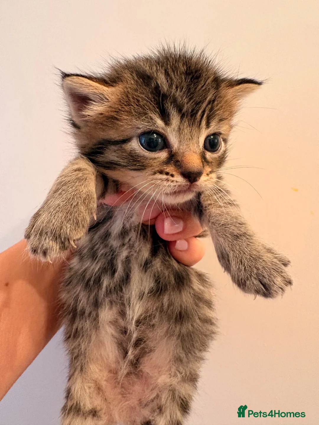 Mixed Breed cats for sale: Gorgeous kittens  - Advert 2