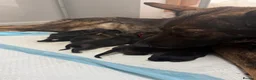 German Shepherd dogs for sale: 🏆 ELITE KC REG CZECH WORKING LINE GSD PUPPIES 🏆 - Advert 14