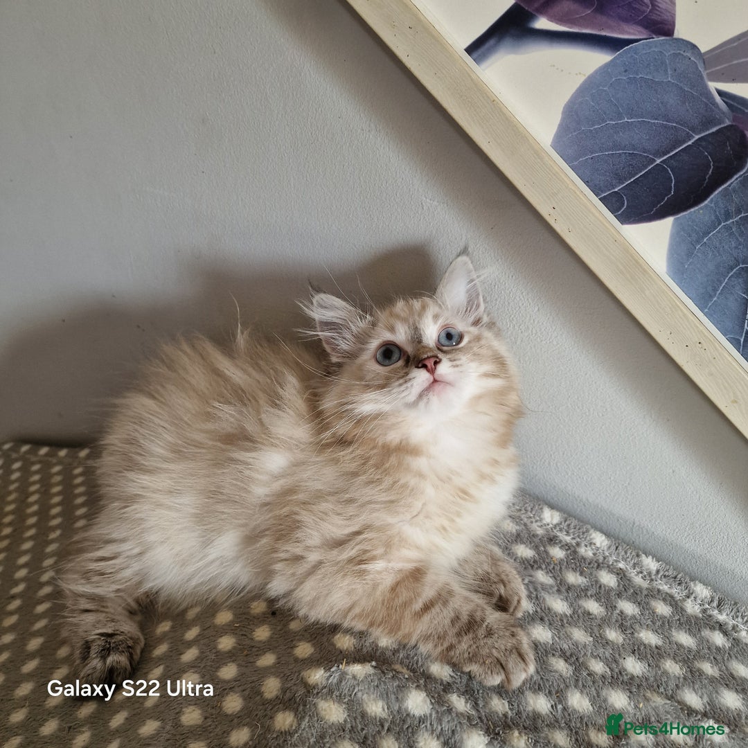 Ragdoll cats for sale: Pure loving ragdool ready for new home  - Image 16