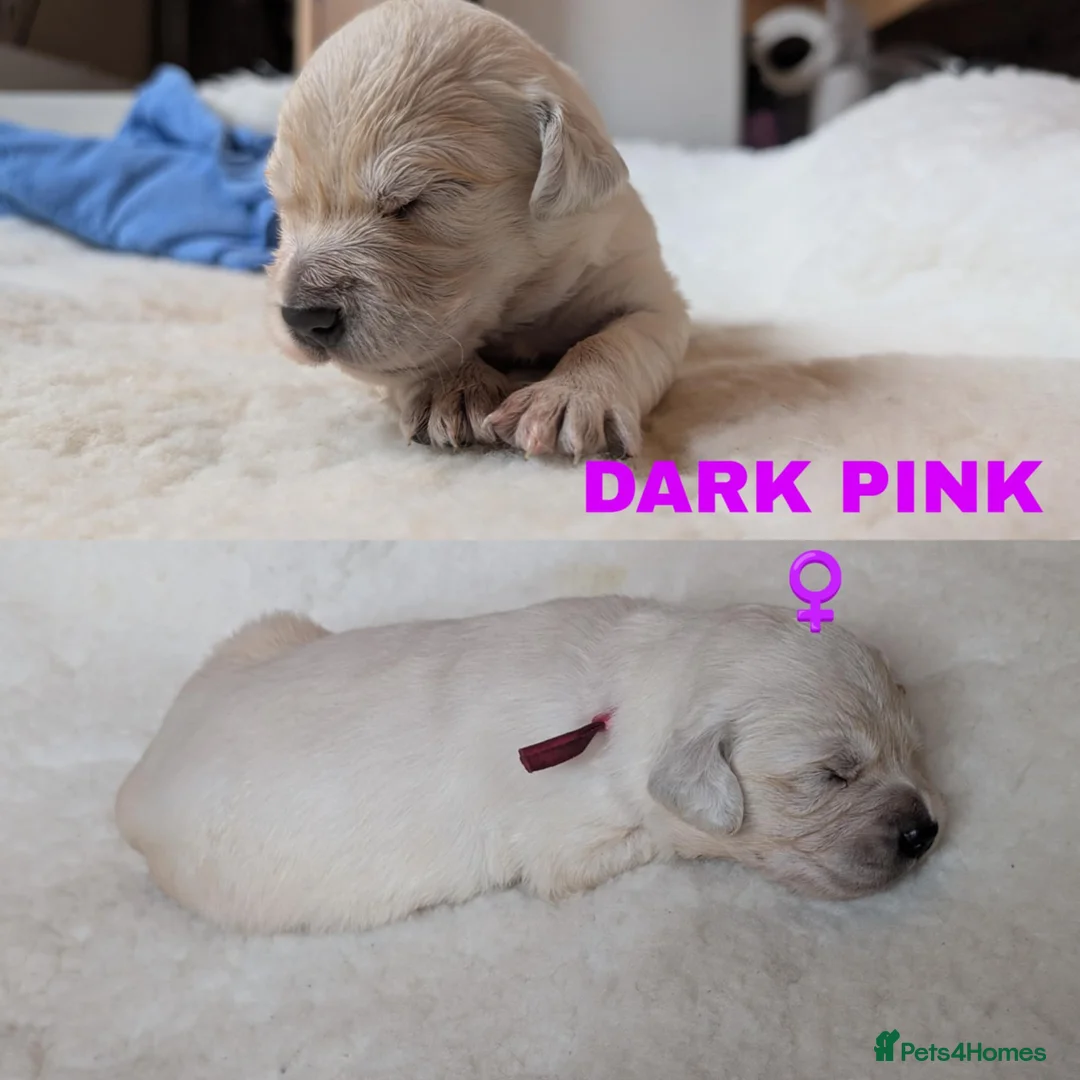 Golden Retriever dogs for sale: Stunning Cream Golden Retriever Puppies - Advert 4