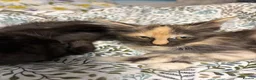Maine Coon cats for sale: Gorgeous XL Russian line Maine Coon Kittens - Advert 22