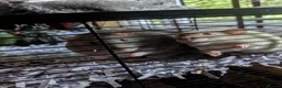 Rat rodents for sale: Pet rats with cage looking for a good home in Haverhill - Advert 8