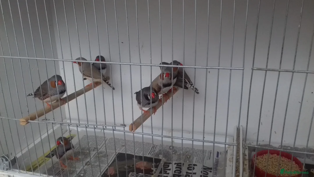 Finches birds for sale: zebra finch - Advert 1