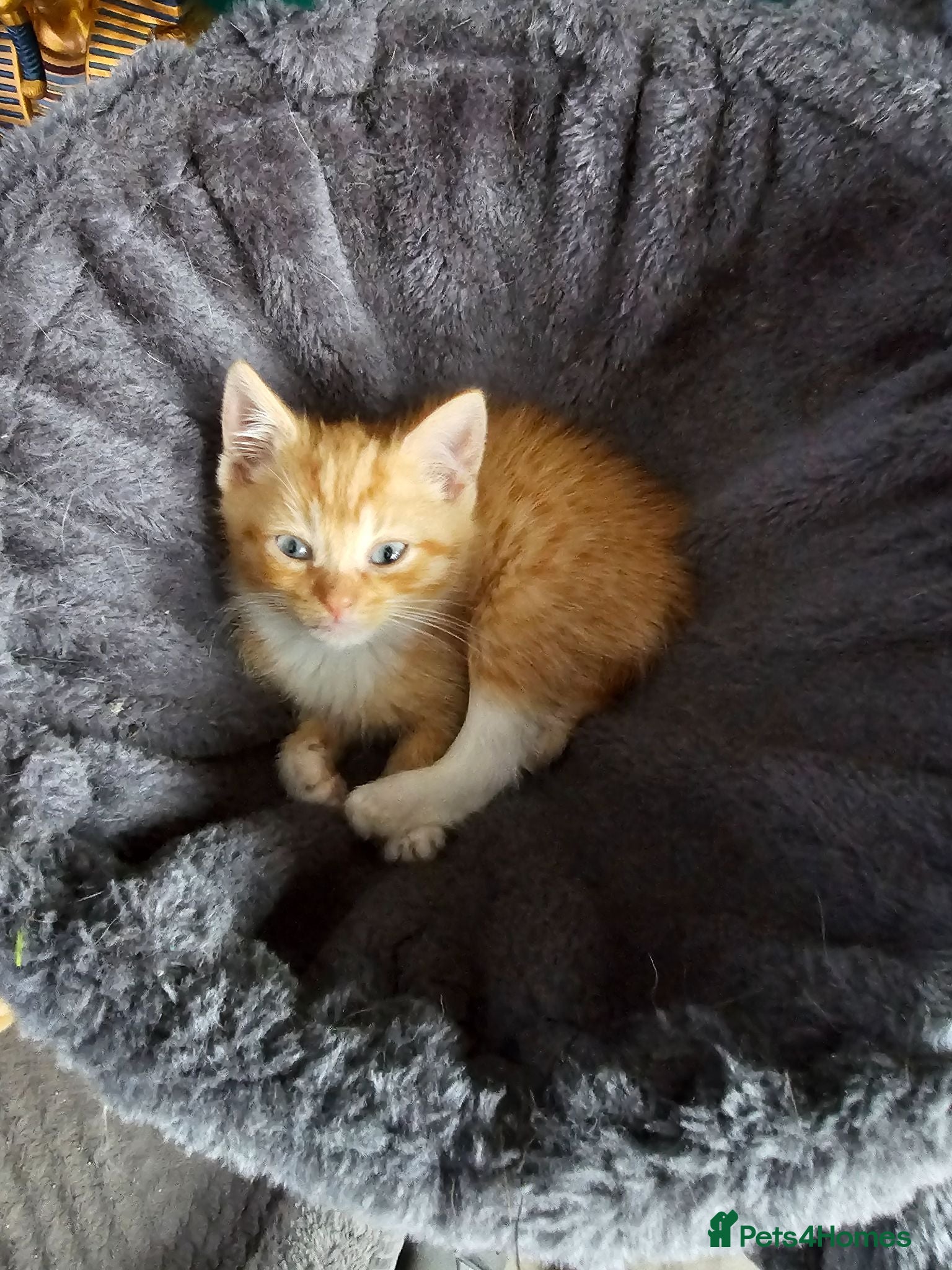 Mixed Breed cats Kittens for sale - Advert 1