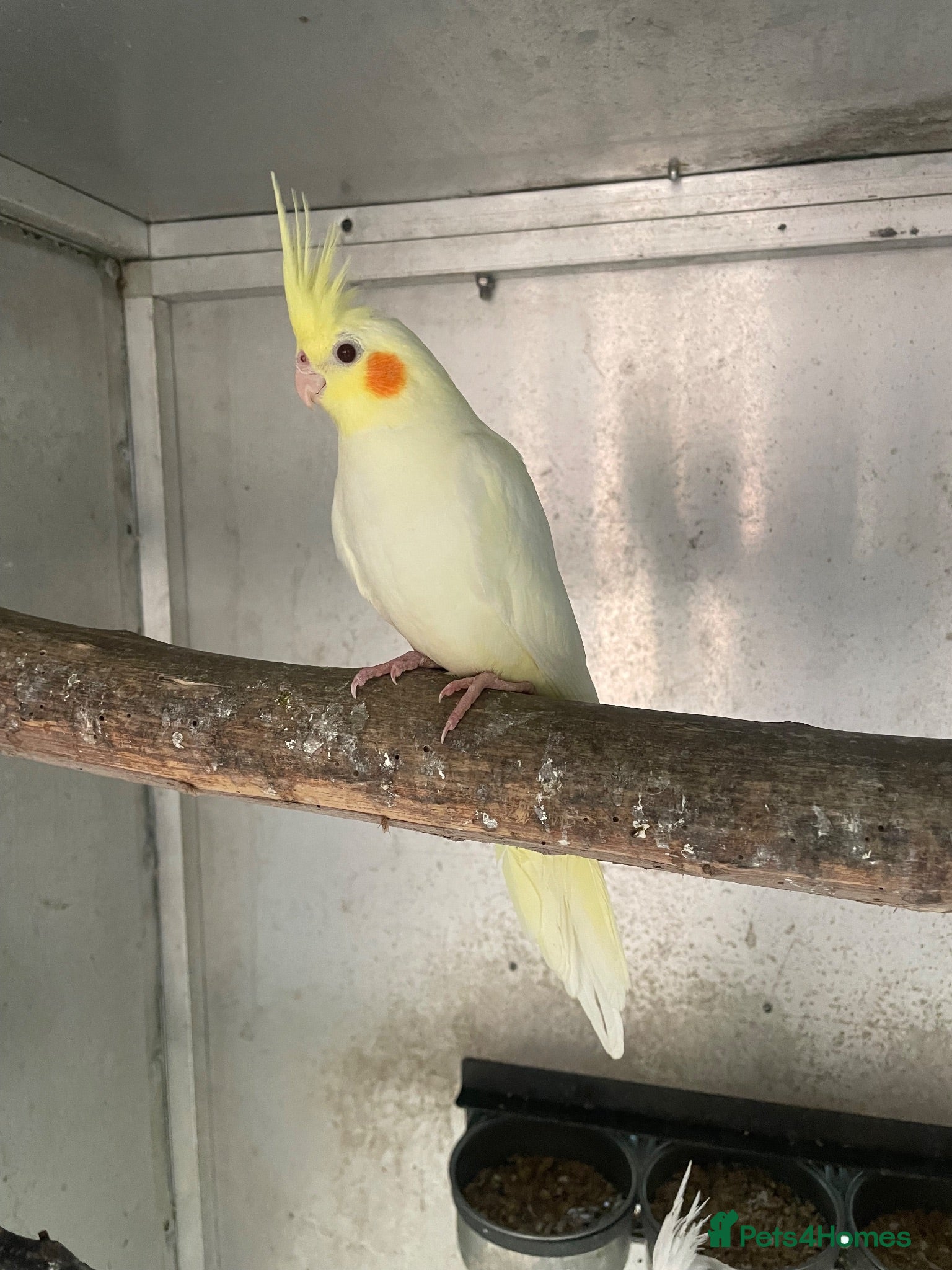 Cockatiels birds  2026 Young cockatiels - whiteface /Albino  - Advert 14