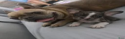 Mixed Breed dogs for sale: Frenchie cross pocket bully  - Advert 3