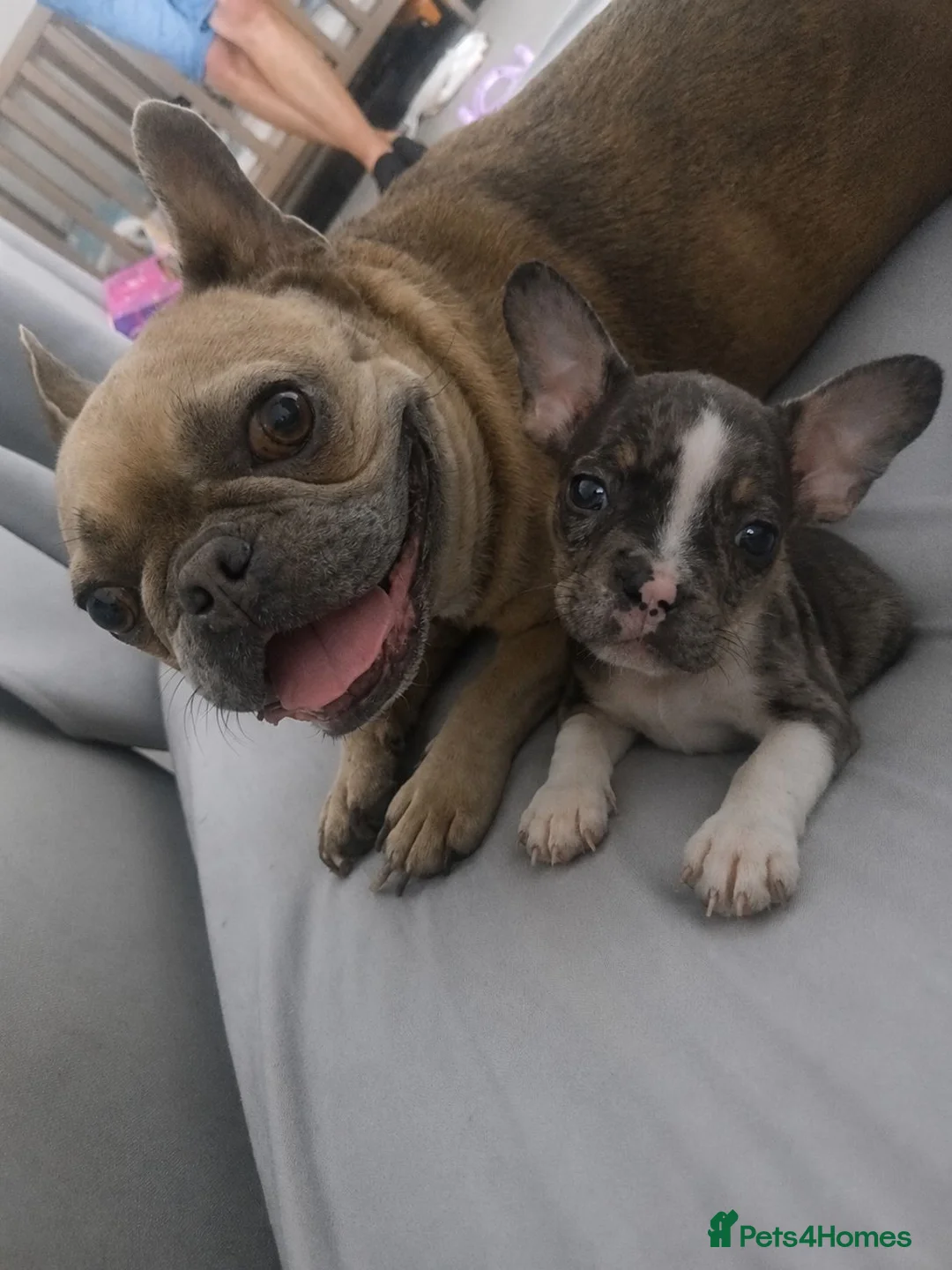 Mixed Breed dogs for sale: Frenchie cross pocket bully  - Advert 3
