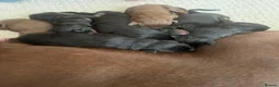 Dobermann dogs for sale: Beautiful Full Doberman Puppies–Ready from 8 Weeks in Horsham - Advert 5