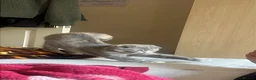 Scottish Fold cats for sale: Scottish fold kittens  - Advert 10