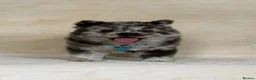 Chow Chow dogs for sale: Exotic colour pure chow chow puppies for sale  - Advert 20