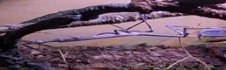 Praying Mantis invertebrates for sale: African Cat Eye Mantis & Horsehead Grasshoppers - Advert 1