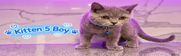 British Shorthair cats for sale: 🐾 Beautiful British Blue Kittens Available! 🐾💙 - Advert 17