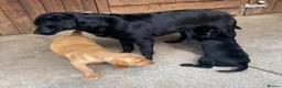 Labrador Retriever dogs for sale: KC Registered Labradors - Advert 19
