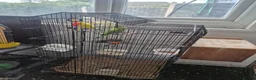 Budgerigars birds for sale: Budgies for sale in Walsall - Advert 1