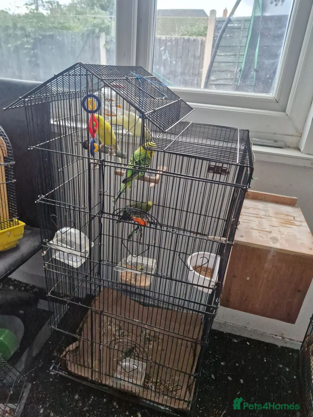 Budgerigars birds for sale: Budgies for sale in Walsall - Advert 1