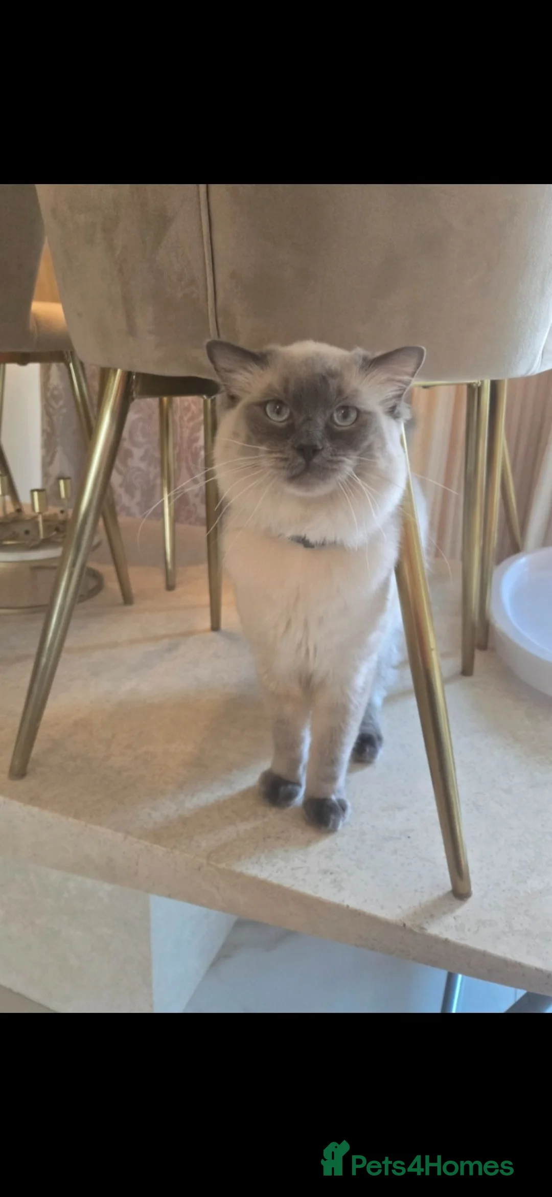 Ragdoll cats for sale: Beautiful Male Pure Ragdoll - Advert 3