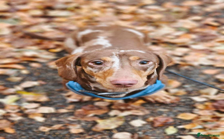 Dachshund dogs - Advert 2