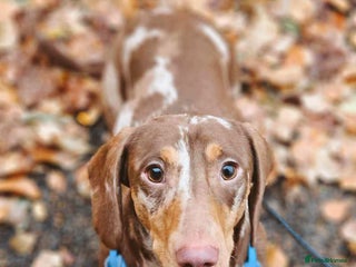 Dachshund dogs - Advert 15