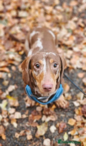 Dachshund dogs - Advert 2