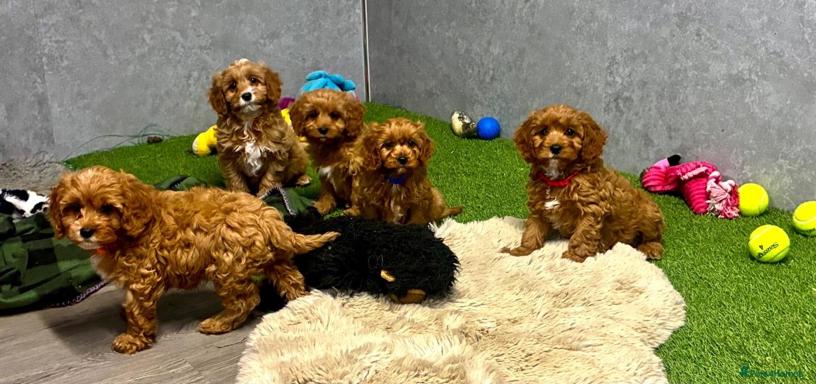 Cavapoo dogs for sale: Fox red Happy , healthy , playful puppies.  - Advert 1
