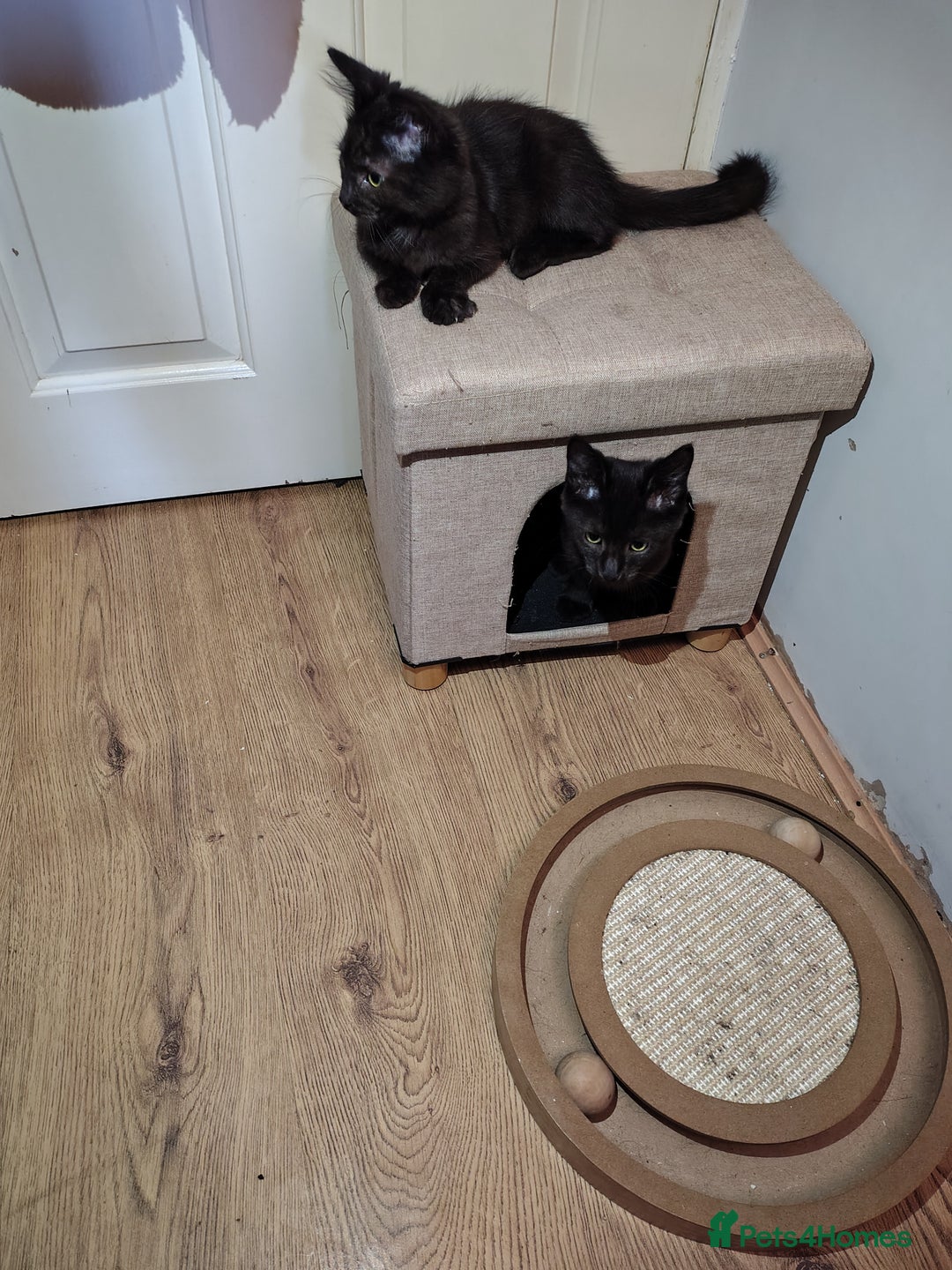 Mixed Breed cats for sale: Black mixed breed kittens - Image 13