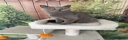 British Shorthair cats for sale: gorgeous british shorthair  - Advert 2