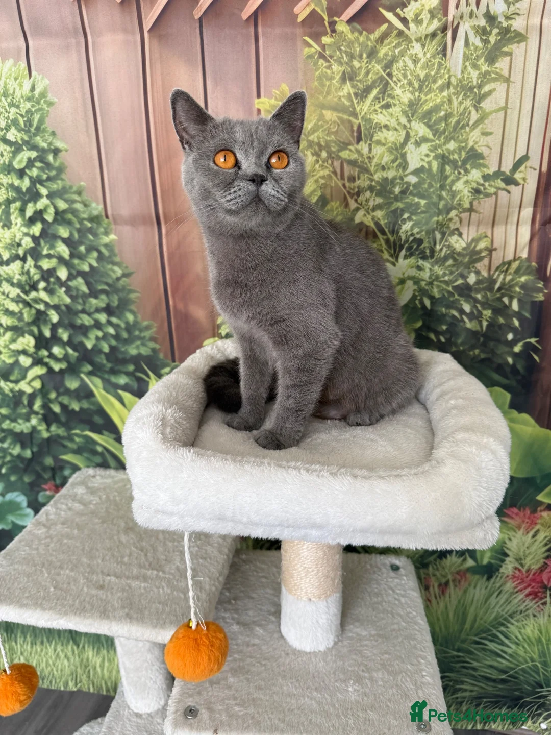 British Shorthair cats for sale: gorgeous british shorthair  - Advert 2