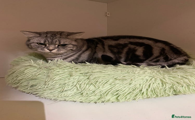 British Shorthair cats - Advert 3