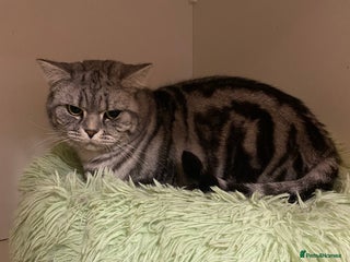 British Shorthair cats Two British shorthair girls for rehoming - Advert 12