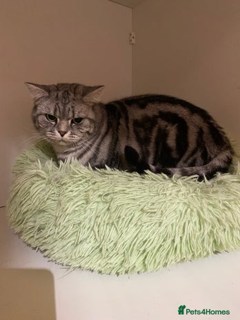 British Shorthair cats - Advert 10