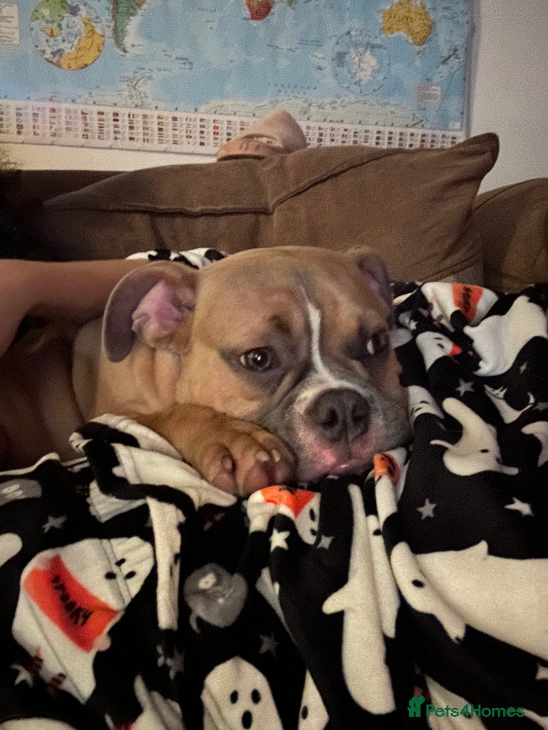 American Bully dogs for sale: Masked fawn pocket bully pup  - Advert 4