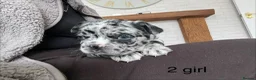 French Bulldog dogs for sale: Beautiful merle French bulldogs. - Advert 17