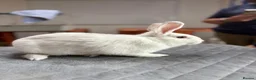 Mixed Breed rabbits for sale: Lovely mixed breed male rabbit for sale - Advert 4