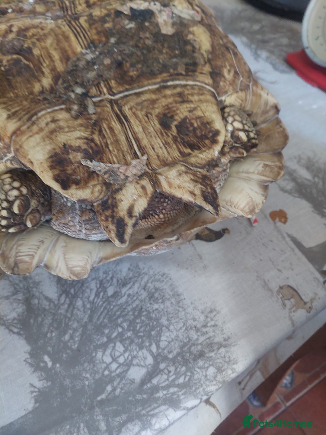 Tortoise reptiles for sale: Large Female Sulcata - Advert 2
